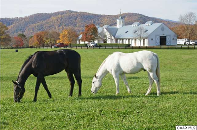 chapel-springs-charlottesville-horse-farm.png