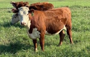 bundoran farm real estate for sale