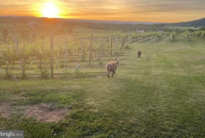 2026 What is Special About Charlottesville