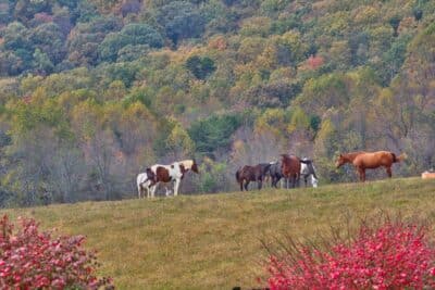 100 reasons to move to charlottesville va